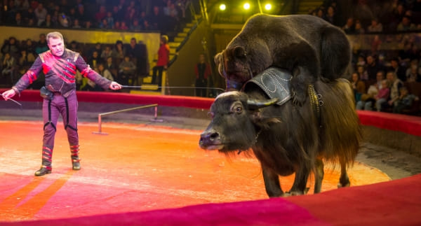 russian circus group departure russian circus group departure